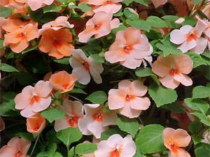 blog_impatiens