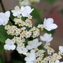 Viburnum plicatum