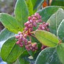 Viburnum tinus