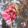 Viburnum x bodnantense