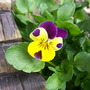 Viola hispida