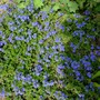 Veronica fruticans