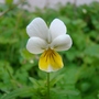 Viola arvensis