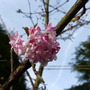 Viburnum