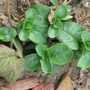 Valerianella locusta