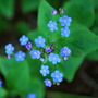 Brunnera