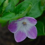 Vinca