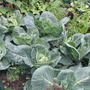 Brassica