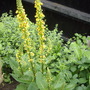 Verbascum nigrum