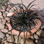 Ophiopogon planiscapus