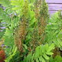 Osmunda regalis