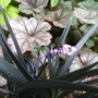 Black grass (ophiopogon nigrescens) with Heuchera 'Mysteria' (Ophiopogon planiscapus 'Nigrescens')