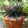 Ophiopogon planiscapus Nigrascens  (Ophiopogon planiscapus Nigrascens)