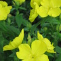 Oenothera