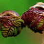 My Osmunda regalis (Osmunda regalis (Flowering fern))