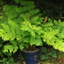 Royal Fern  (Osmunda regalis (Flowering fern))