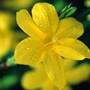 Jasminum nudiflorum (winter jasmine)