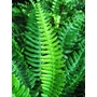 HARDY FERNS Blechnum spicant 