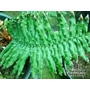 HARDY FERNS Blechnum tabulare 