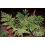 HARDY FERNS Osmunda regalis  