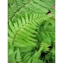 HARDY FERNS Dryopteris affine 'Cristata the King'