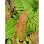 HARDY FERNS Dryopteris erythrosora 