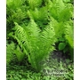 HARDY FERNS Matteuccia struthiopteris  