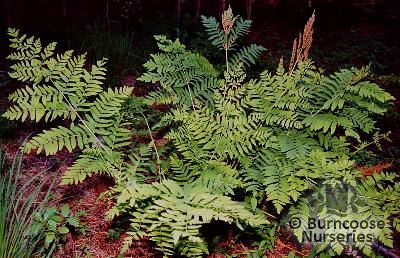 HARDY FERNS Osmunda regalis  