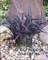 OPHIOPOGON planiscarpus 'Nigrescens'  