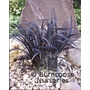 OPHIOPOGON planiscarpus 'Nigrescens'  