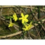 JASMINUM nudiflorum  