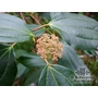 Viburnum cinnamonifolium