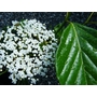 Viburnum odoratissimum