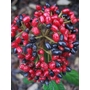 Viburnum rhytidophyllum