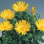 Osteospermums Sunny Collection* (5 Young Plants)