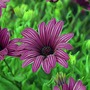 Osteospermum Tresco Purple* (3 Young Plants)