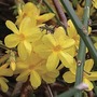 Jasminum nudiflorum (Winter Jasmine) 1 Plant 9cm Pot