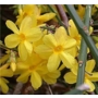 Jasminum nudiflorum