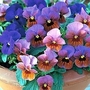 Viola x williamsii