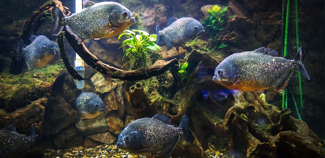 School of piranhas in a tank