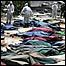 Earthquake victims lie in body bags in Beichuan on 18 May