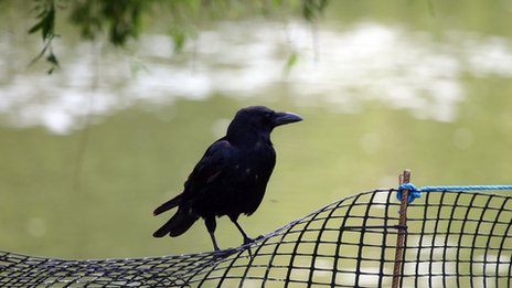 A crow sits on a fence overlooking the lake in St James's Park, London.