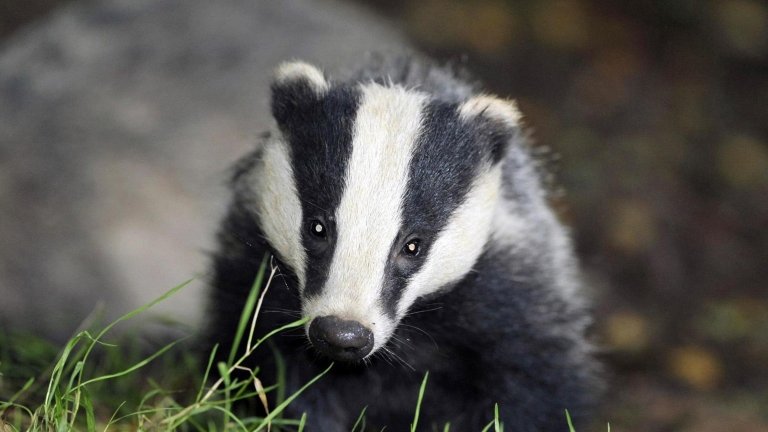 A badger