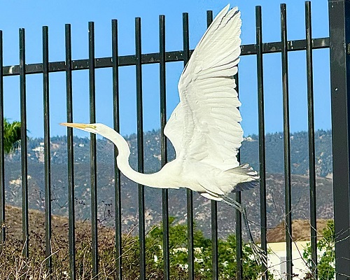 g egret bt.jpg