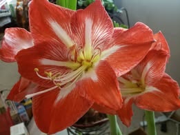 just starting amaryllis Nov 21.jpg