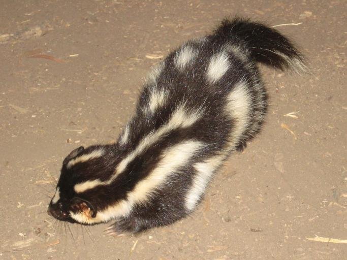 Image of a spotted skunk in the United States