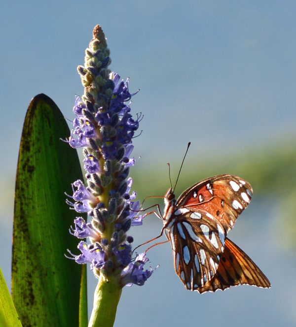 Gulf Fritillary Butterfly