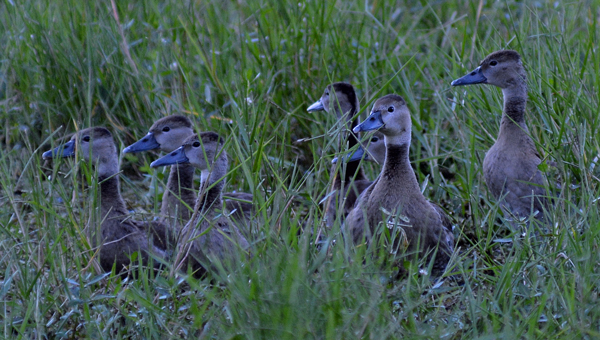 Black-bellied Whistling-Duck chicks