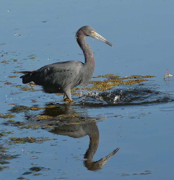 Little Blue Heron