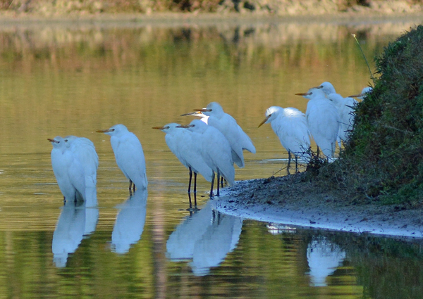 Cattle Egrets (mostly)